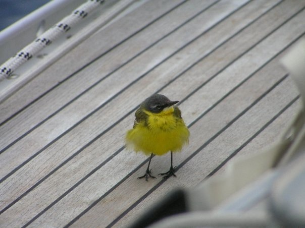 Birdie on deck