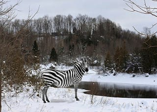 Winter Zebra