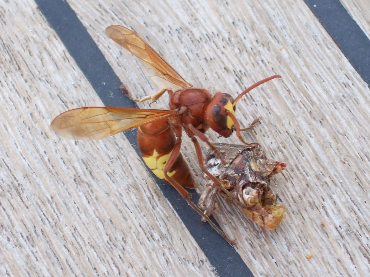 Bee devouring fish