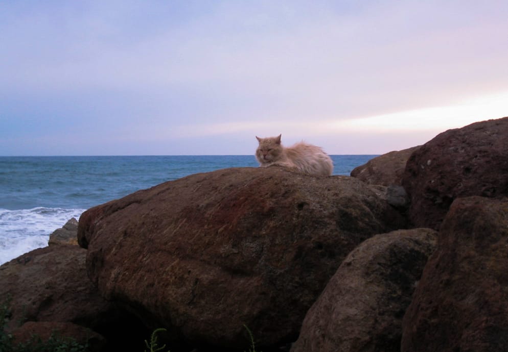 Cat of the Sea