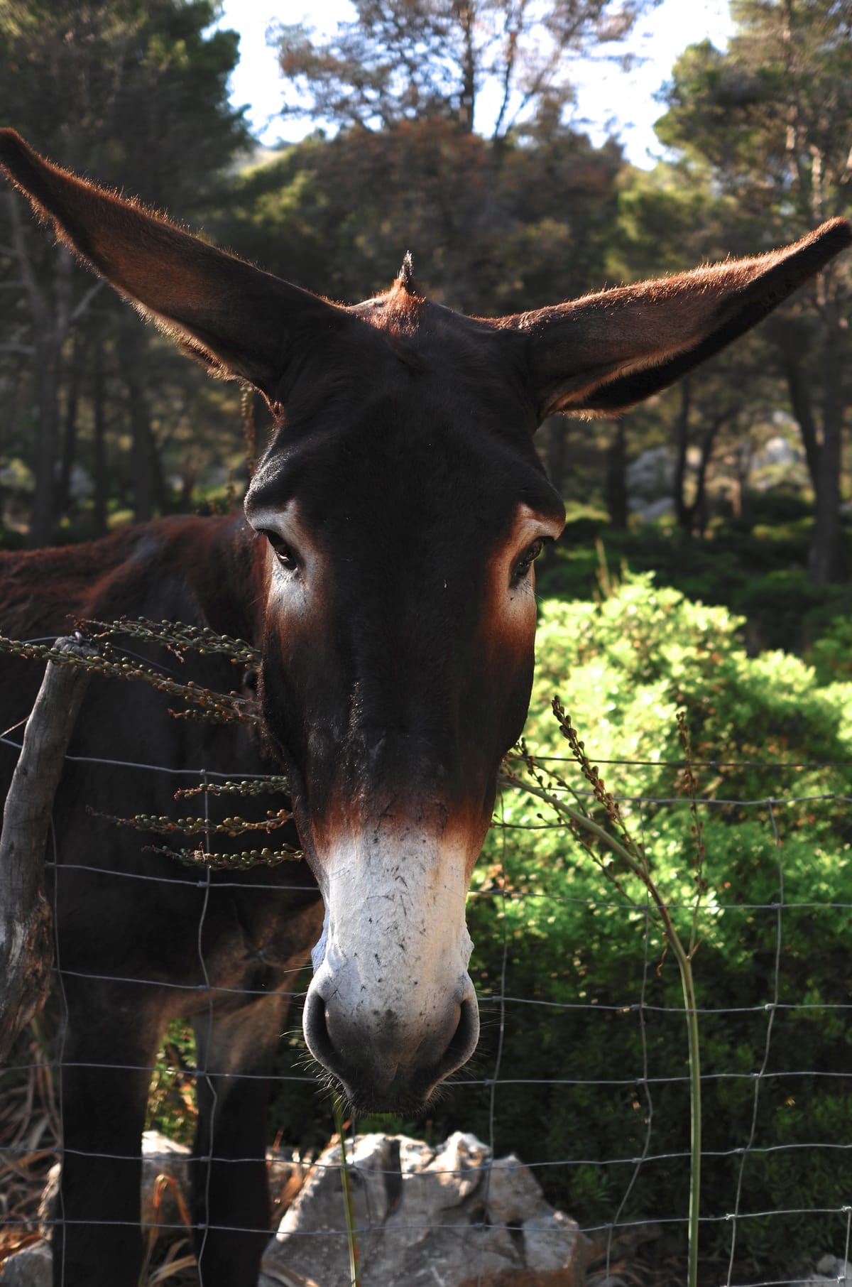 Tell me, I'm all ears !