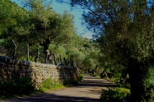 Through the Olive Grove