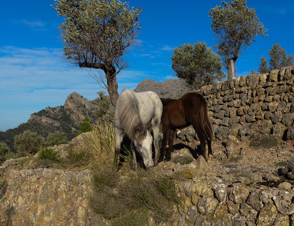 Mountain Horses
