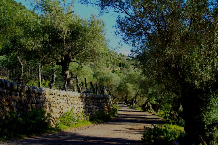 This happens to be one of my most favourite walks on top of the mountain towards the sea.  I love this place. 