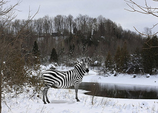 6688745069_2d514059f7_n